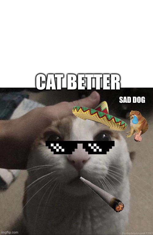 My opinion cats are better :] | CAT BETTER; SAD DOG | image tagged in me petting my cat | made w/ Imgflip meme maker