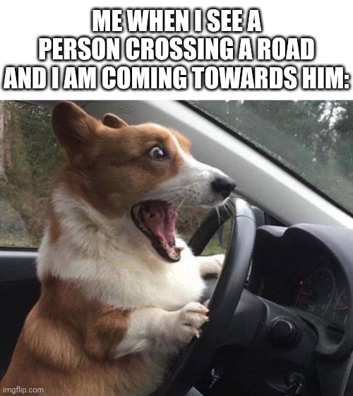 ME WHEN I SEE A PERSON CROSSING A ROAD AND I AM COMING TOWARDS HIM: | image tagged in blank white template,dog driving | made w/ Imgflip meme maker