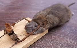 RAT TRAP with rat cought Blank Meme Template