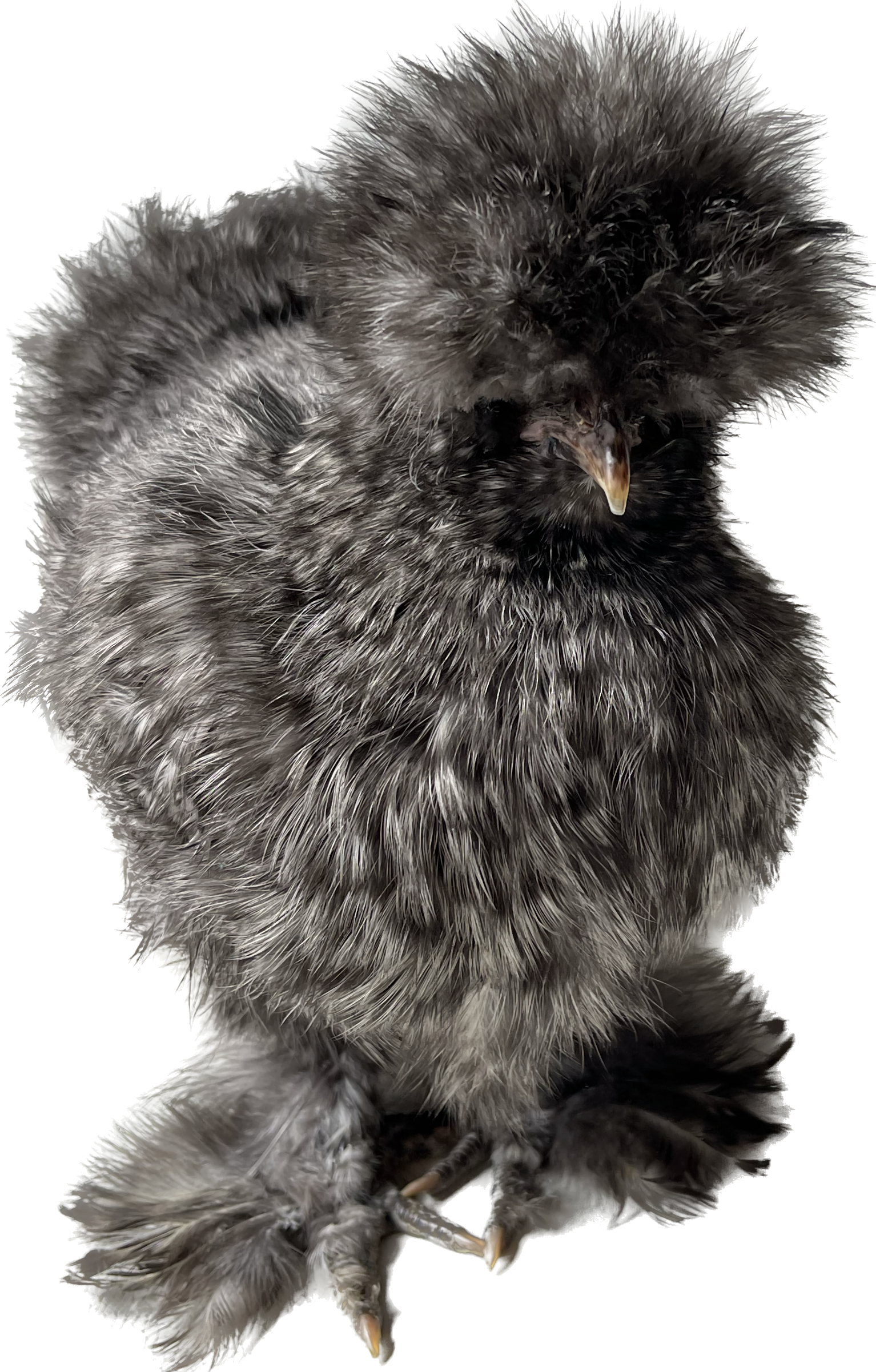 Silly chicken Blank Meme Template