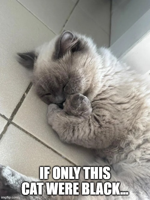 Wakanda Forever | IF ONLY THIS CAT WERE BLACK... | image tagged in black panther | made w/ Imgflip meme maker