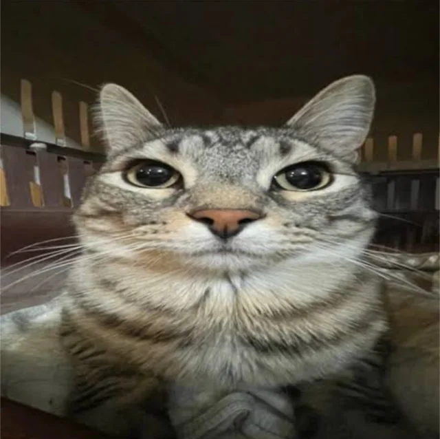 Serious cat meme Blank Meme Template