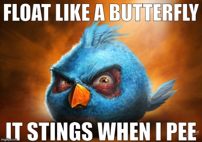 Realistic Blue Angry Bird | FLOAT LIKE A BUTTERFLY; IT STINGS WHEN I PEE | image tagged in realistic blue angry bird | made w/ Imgflip meme maker