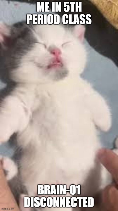My brain literally disconnected | ME IN 5TH PERIOD CLASS; BRAIN-01 DISCONNECTED | image tagged in cute cat,school | made w/ Imgflip meme maker