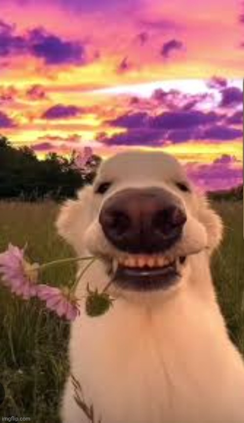 Vampire dog with flower | image tagged in vampire dog with flower | made w/ Imgflip meme maker