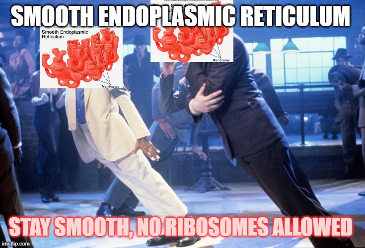 Michael Jackson Lean | SMOOTH ENDOPLASMIC RETICULUM; STAY SMOOTH, NO RIBOSOMES ALLOWED | image tagged in michael jackson lean | made w/ Imgflip meme maker