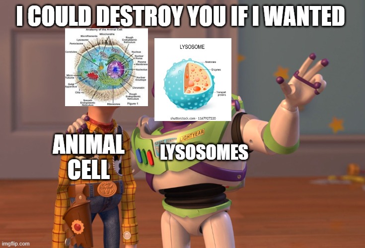 X, X Everywhere | I COULD DESTROY YOU IF I WANTED; LYSOSOMES; ANIMAL CELL | image tagged in memes,x x everywhere | made w/ Imgflip meme maker