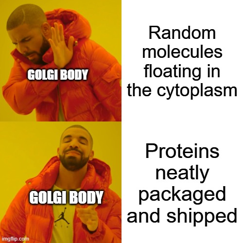 Drake Hotline Bling | Random molecules floating in the cytoplasm; GOLGI BODY; Proteins neatly packaged and shipped; GOLGI BODY | image tagged in memes,drake hotline bling | made w/ Imgflip meme maker