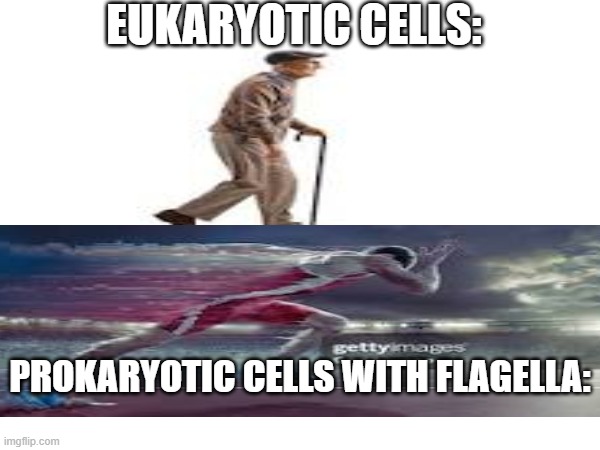 EUKARYOTIC CELLS:; PROKARYOTIC CELLS WITH FLAGELLA: | image tagged in science | made w/ Imgflip meme maker