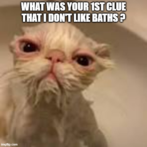 Cat wants to know how you know that he doesn't like to take a bath. | WHAT WAS YOUR 1ST CLUE THAT I DON'T LIKE BATHS ? | image tagged in cats,funny,kitten,humor,bath | made w/ Imgflip meme maker