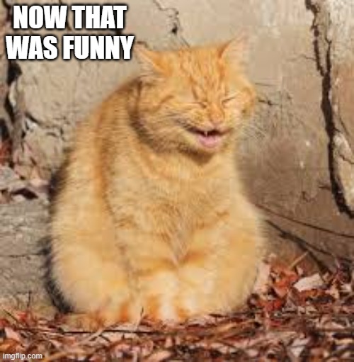 This cat really thinks that it is funny. | NOW THAT WAS FUNNY | image tagged in cats,funny,kittens,humor,laugh,funny cat memes | made w/ Imgflip meme maker