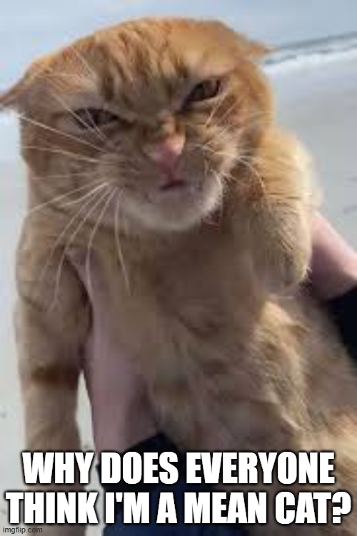 Cat wants to know why everyone thinks that he is a mean cat.  --  funny  -- | WHY DOES EVERYONE THINK I'M A MEAN CAT? | image tagged in cats,funny,kittens,humor,mean,funny cat memes | made w/ Imgflip meme maker