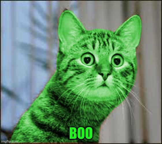 RayCat WTF | BOO | image tagged in raycat wtf | made w/ Imgflip meme maker