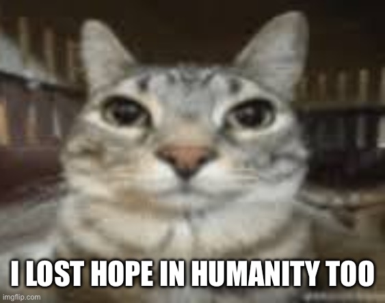 Cat Staring | I LOST HOPE IN HUMANITY TOO | image tagged in cat staring | made w/ Imgflip meme maker