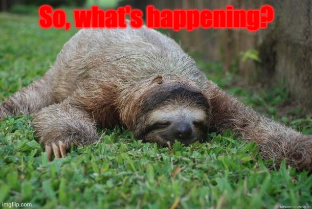 Sleeping sloth | So, what's happening? | image tagged in sleeping sloth | made w/ Imgflip meme maker