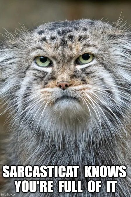 sarcasticat | SARCASTICAT  KNOWS 
YOU'RE  FULL  OF  IT | image tagged in sarcasm | made w/ Imgflip meme maker