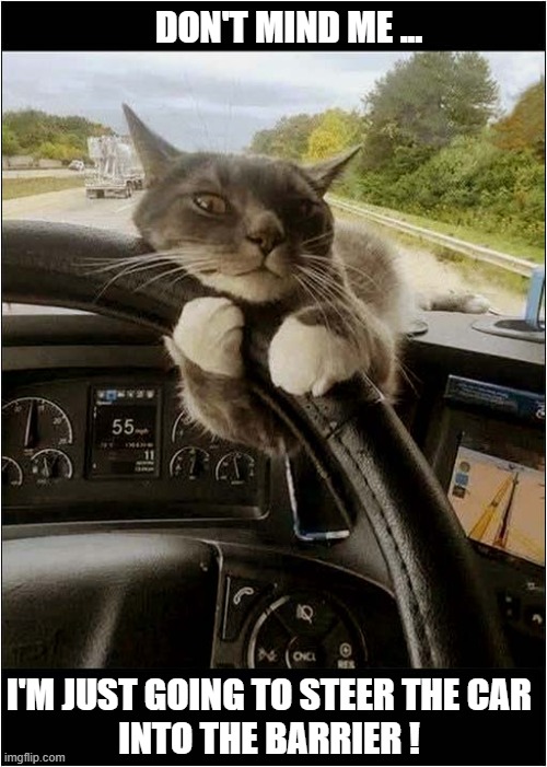 That's A Mean Cat ! | DON'T MIND ME ... I'M JUST GOING TO STEER THE CAR
INTO THE BARRIER ! | image tagged in cats,driving,crashing | made w/ Imgflip meme maker