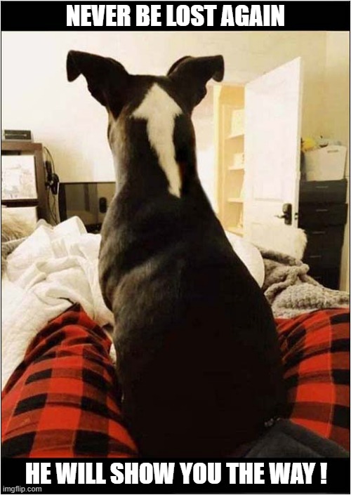 I Would Trust Him ! | NEVER BE LOST AGAIN; HE WILL SHOW YOU THE WAY ! | image tagged in dogs,lost,arrow | made w/ Imgflip meme maker