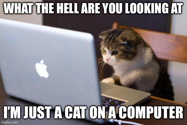Cat using computer | WHAT THE HELL ARE YOU LOOKING AT; I’M JUST A CAT ON A COMPUTER | image tagged in cat using computer | made w/ Imgflip meme maker