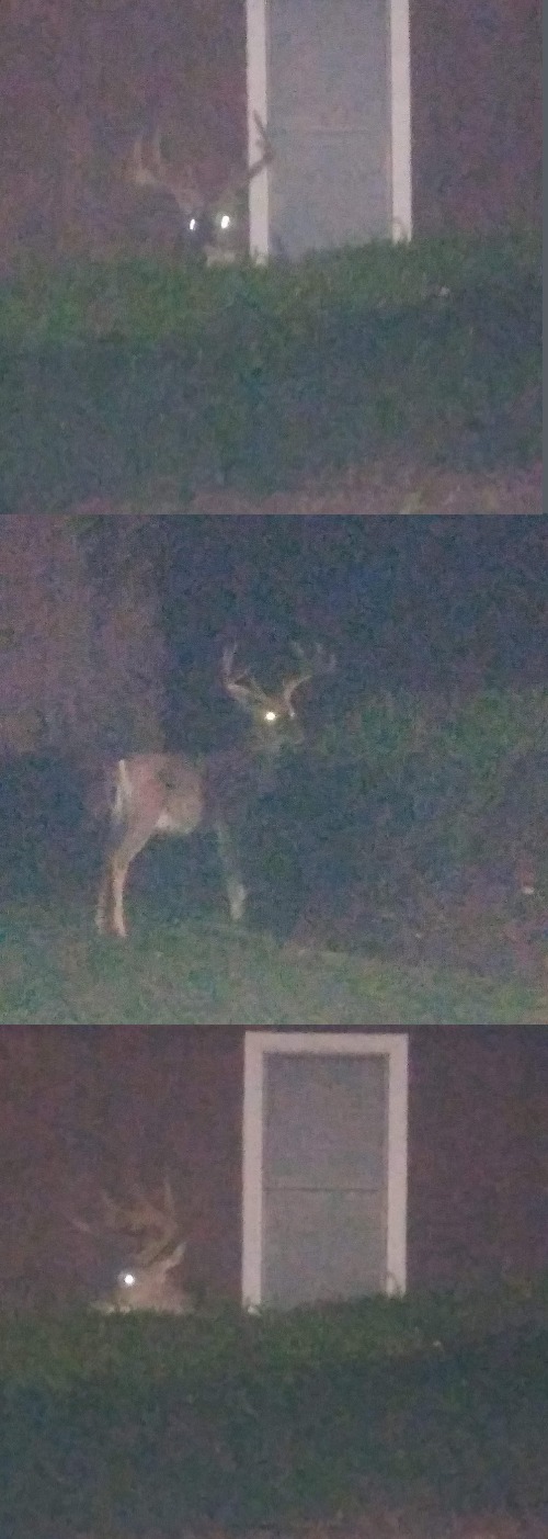 14 Point Buck | made w/ Imgflip meme maker