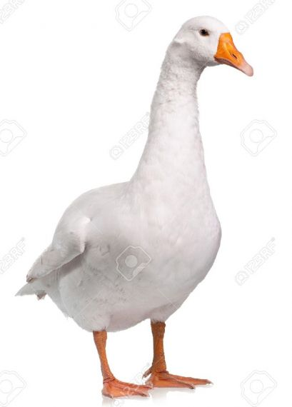 goose Blank Meme Template