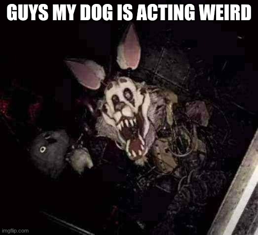 guys I think my dogs sick | GUYS MY DOG IS ACTING WEIRD | image tagged in what the dog doing | made w/ Imgflip meme maker