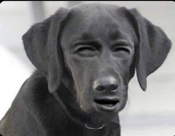 dog squint Blank Meme Template