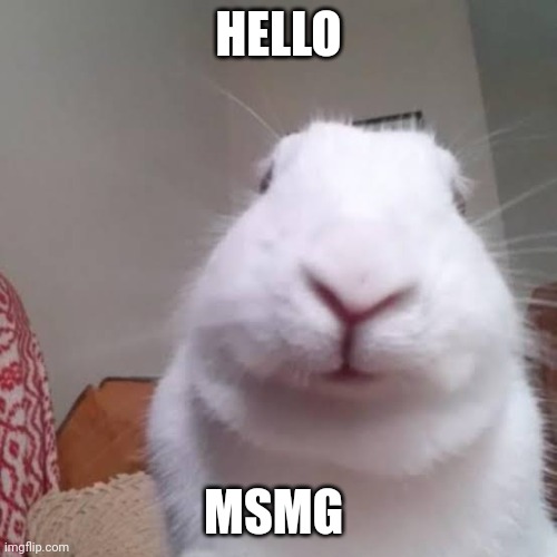 Hi. I'm new here. What do I do? | HELLO; MSMG | image tagged in image tags | made w/ Imgflip meme maker