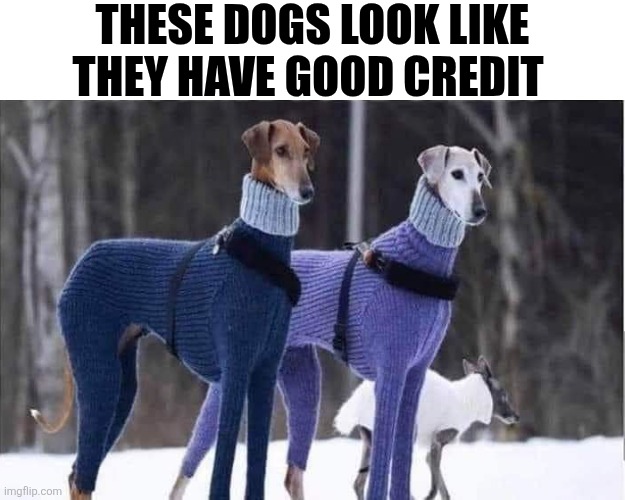 These Dogs Look Like They Have Good Credit | THESE DOGS LOOK LIKE THEY HAVE GOOD CREDIT | image tagged in chrisjoines1 | made w/ Imgflip meme maker