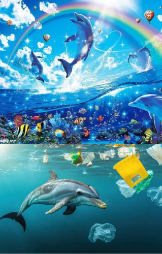 Symphony Dolphin Expectation vs Reality Blank Meme Template