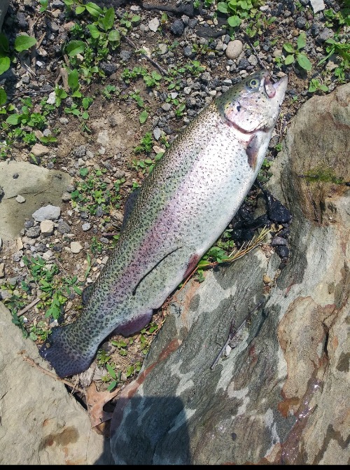 25 Inch Rainbow Trout | made w/ Imgflip meme maker