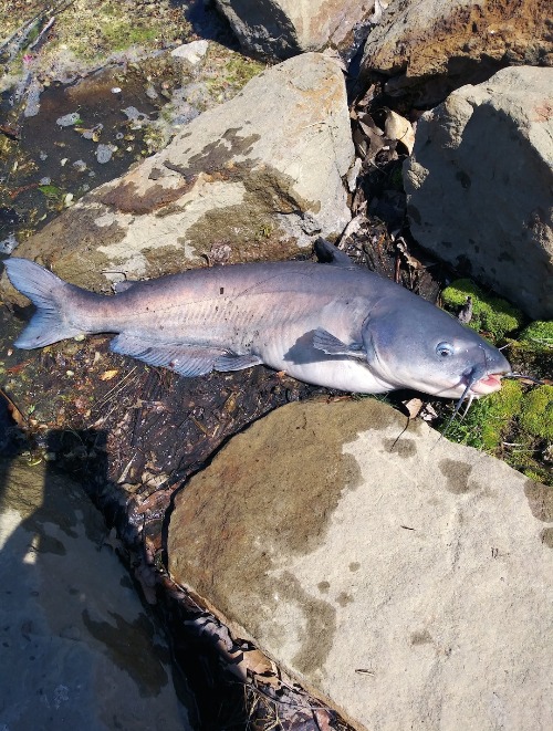 Fat Cat | made w/ Imgflip meme maker