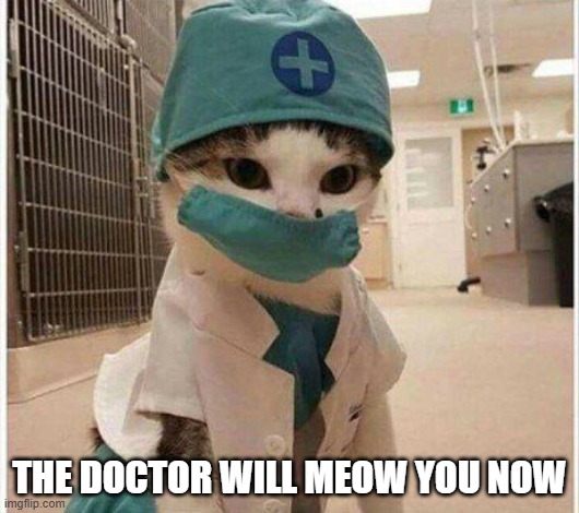 Dr. Cat | THE DOCTOR WILL MEOW YOU NOW | image tagged in cats | made w/ Imgflip meme maker