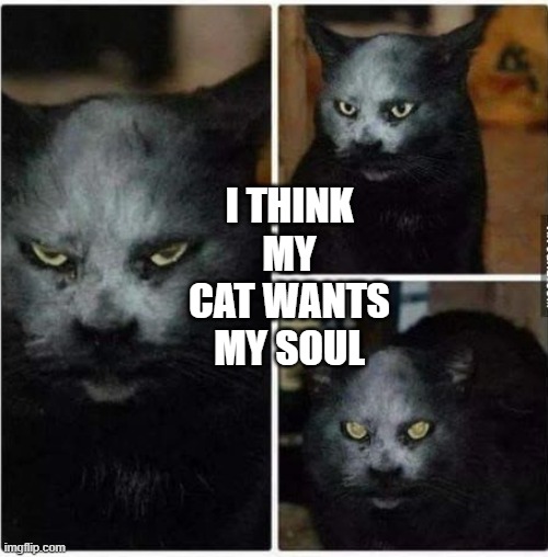 Demon Cat | I THINK MY CAT WANTS MY SOUL | image tagged in cats | made w/ Imgflip meme maker