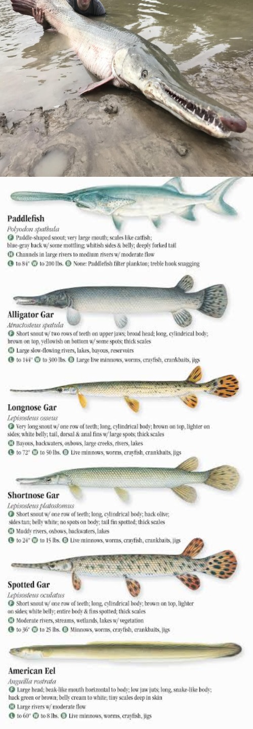 Alligator Gar | made w/ Imgflip meme maker