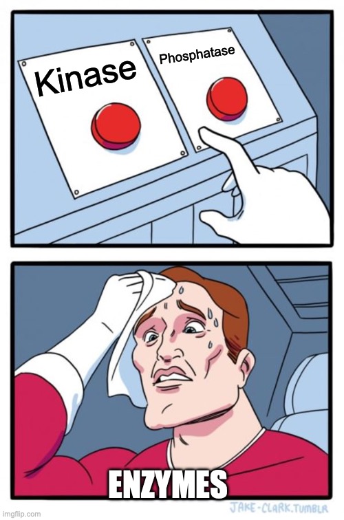 Two Buttons Meme | Phosphatase; Kinase; ENZYMES | image tagged in memes,two buttons | made w/ Imgflip meme maker