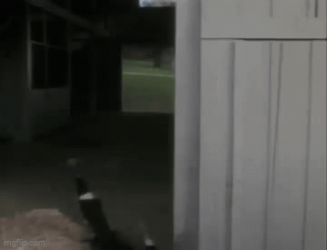a8mbsj.gif