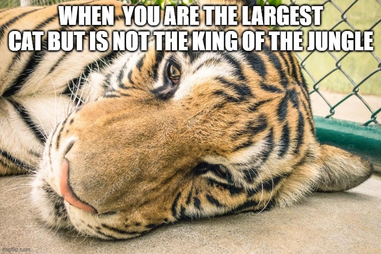REALLY TIGERS ARE THE KING | WHEN  YOU ARE THE LARGEST CAT BUT IS NOT THE KING OF THE JUNGLE | image tagged in sad tiger | made w/ Imgflip meme maker