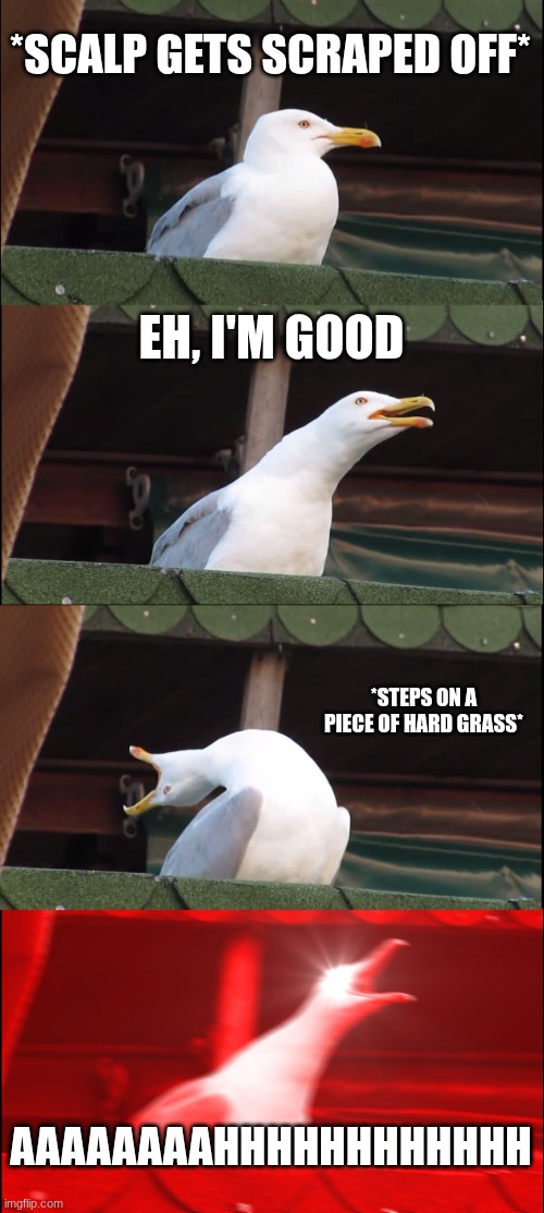 Scalp  ? | *SCALP GETS SCRAPED OFF*; EH, I'M GOOD; *STEPS ON A PIECE OF HARD GRASS*; AAAAAAAAHHHHHHHHHHHH | image tagged in memes,inhaling seagull | made w/ Imgflip meme maker