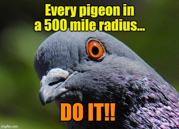 Pigeon | Every pigeon in a 500 mile radius... DO IT!! | image tagged in pigeon | made w/ Imgflip meme maker