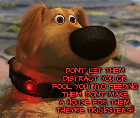 Doug “squirrel!” | DON'T LET THEM DISTRACT YOU OR FOOL YOU INTO FEEDING THEM. DON'T MAKE A HOUSE FOR THEM. THEY'RE TRICKSTERS!! | image tagged in doug squirrel | made w/ Imgflip meme maker