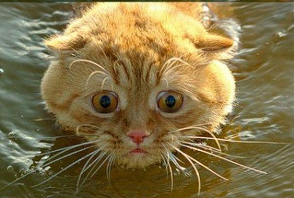 scared swimming cat  Blank Meme Template