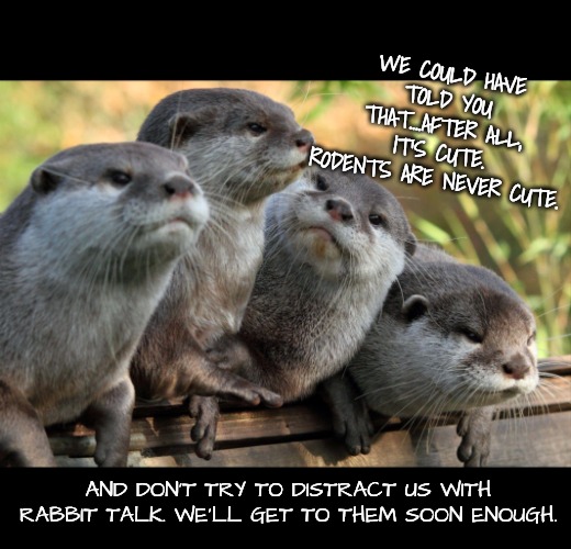 Otters | WE COULD HAVE TOLD YOU THAT....AFTER ALL, IT'S CUTE. RODENTS ARE NEVER CUTE. AND DON'T TRY TO DISTRACT US WITH RABBIT TALK. WE'LL GET TO THE | image tagged in otters | made w/ Imgflip meme maker
