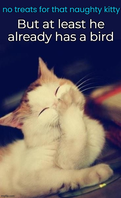 But at least he already has a bird no treats for that naughty kitty | made w/ Imgflip meme maker