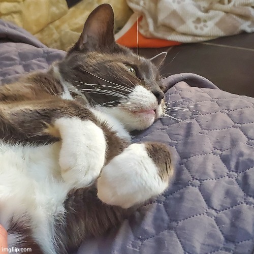 I'm gonna kidnap my friends cat | made w/ Imgflip meme maker