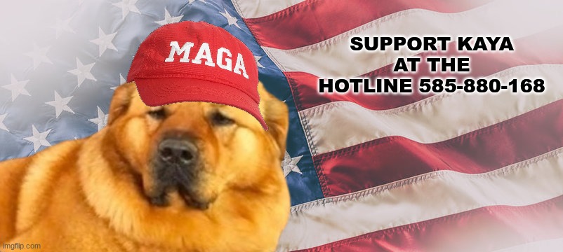 Hassan dog meme | SUPPORT KAYA AT THE HOTLINE 585-880-168 | image tagged in dog,funny memes,politics,abuse,trump,woke | made w/ Imgflip meme maker