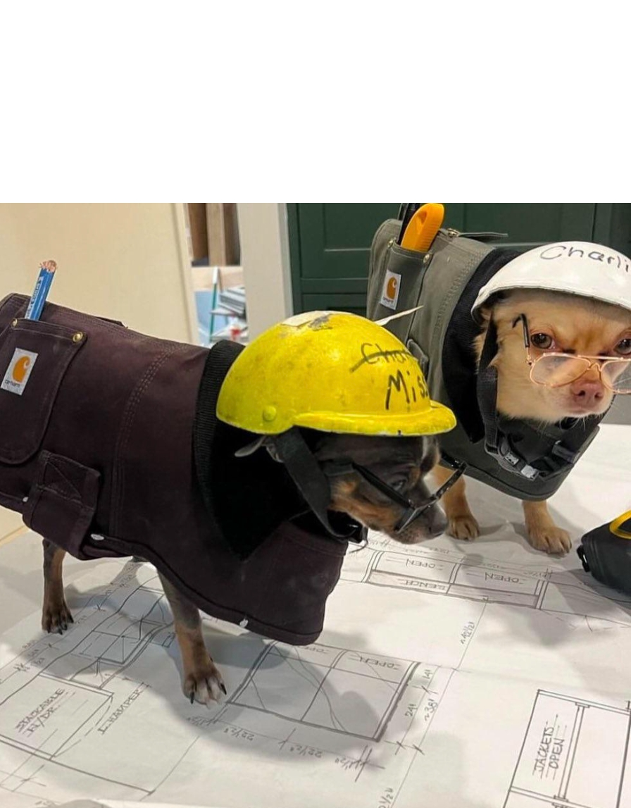 Construction Chihuahuas Blank Meme Template