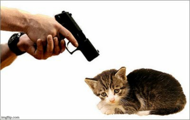 Or i will shoot this cat | image tagged in or i will shoot this cat | made w/ Imgflip meme maker