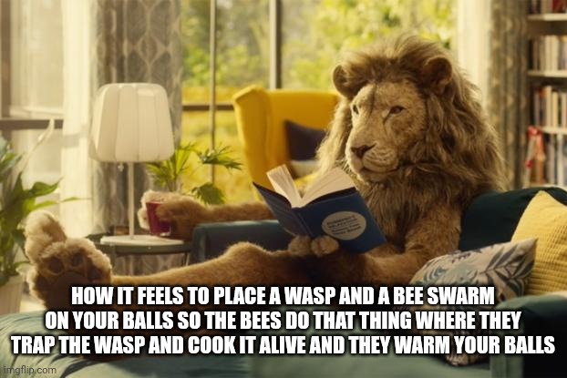 Lion relaxing | HOW IT FEELS TO PLACE A WASP AND A BEE SWARM ON YOUR BALLS SO THE BEES DO THAT THING WHERE THEY TRAP THE WASP AND COOK IT ALIVE AND THEY WARM YOUR BALLS | image tagged in lion relaxing | made w/ Imgflip meme maker