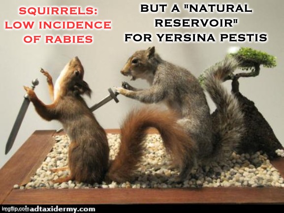 Bless you, Blossom, for goosing this stream! | BUT A "NATURAL RESERVOIR" FOR YERSINA PESTIS; SQUIRRELS: LOW INCIDENCE
OF RABIES | image tagged in taxidermy squirrel backstab,rodents,disease,memes,silly | made w/ Imgflip meme maker